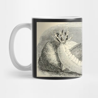 Sea Cucumbers at Play Mug